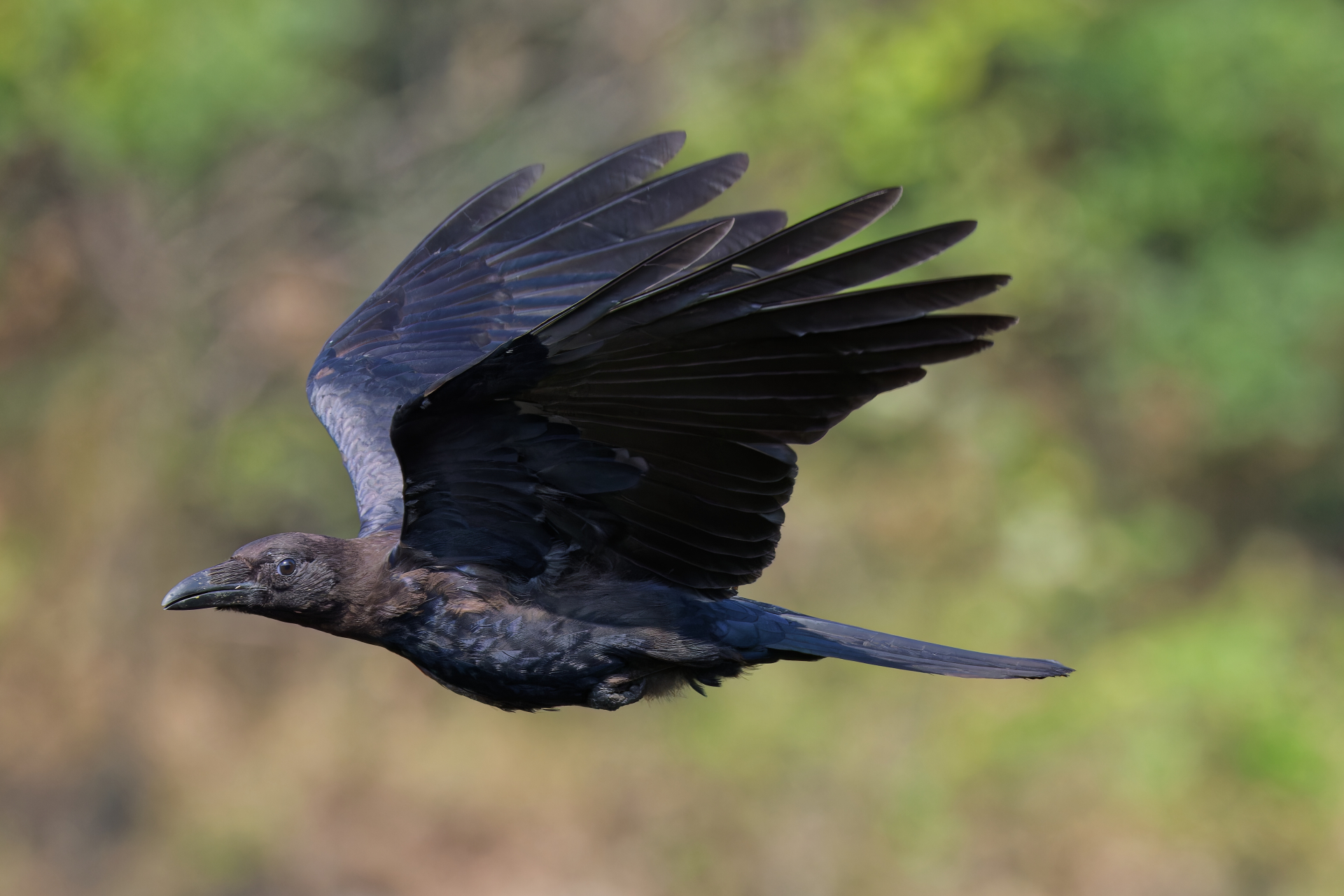 ハシボソガラス | 野鳥図鑑 | 特徴・生態・観察ポイント