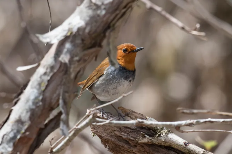 コマドリの写真 - 野鳥図鑑