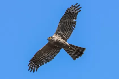 サシバの写真 - 野鳥図鑑