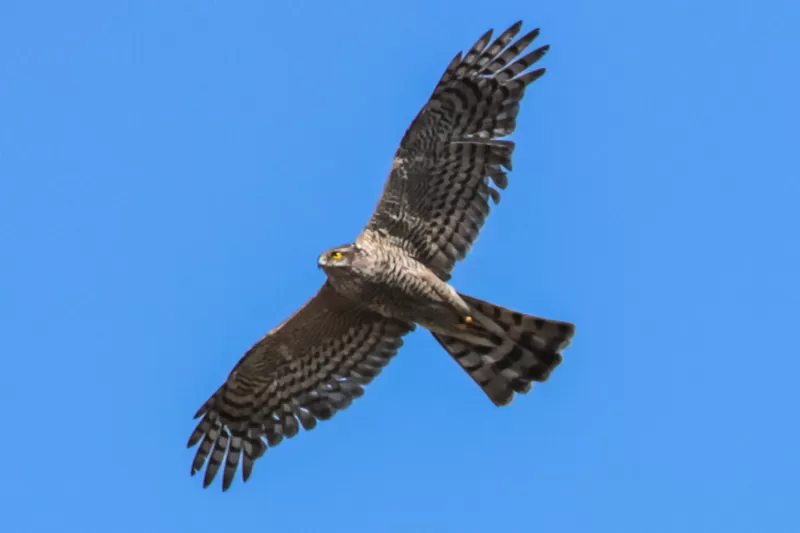 サシバの写真 - 野鳥図鑑