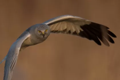 ハイイロチュウヒの写真 - 野鳥図鑑