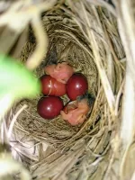 ウグイスの写真5 - 野鳥図鑑