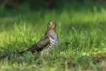 カッコウの写真2 - 野鳥図鑑