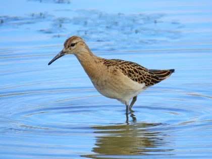 エリマキシギの写真 - 野鳥図鑑