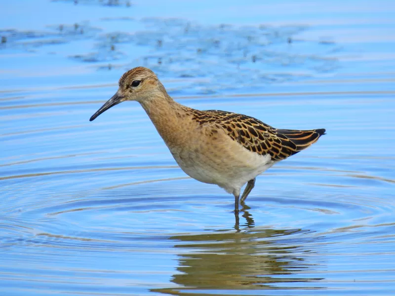 エリマキシギの写真 - 野鳥図鑑