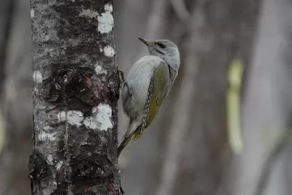 ヤマゲラの写真 - 野鳥図鑑