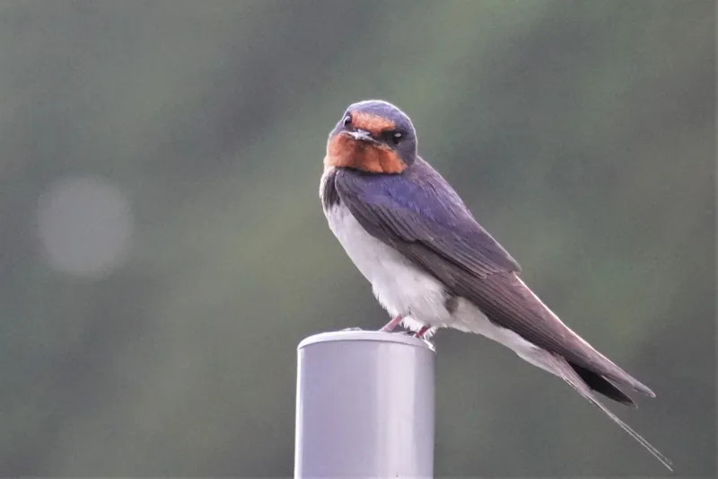ツバメの写真 - 野鳥図鑑