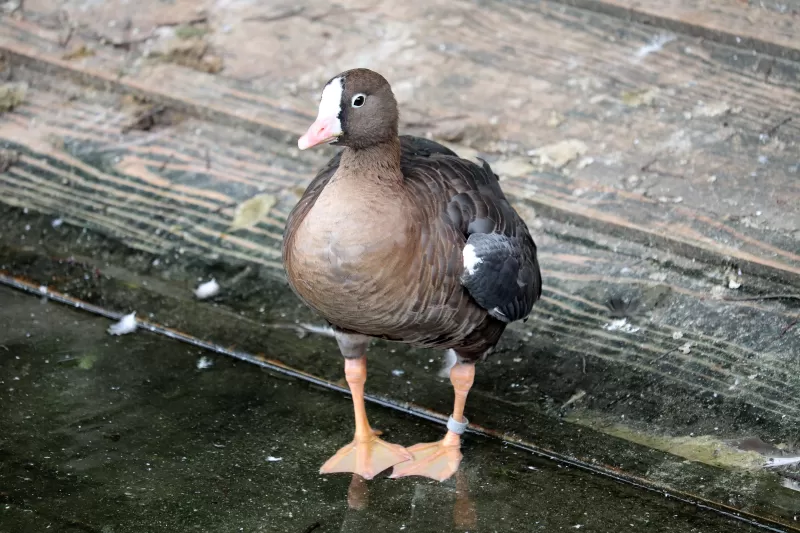 カリガネの写真 - 野鳥図鑑