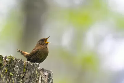 ミソサザイの写真 - 野鳥図鑑