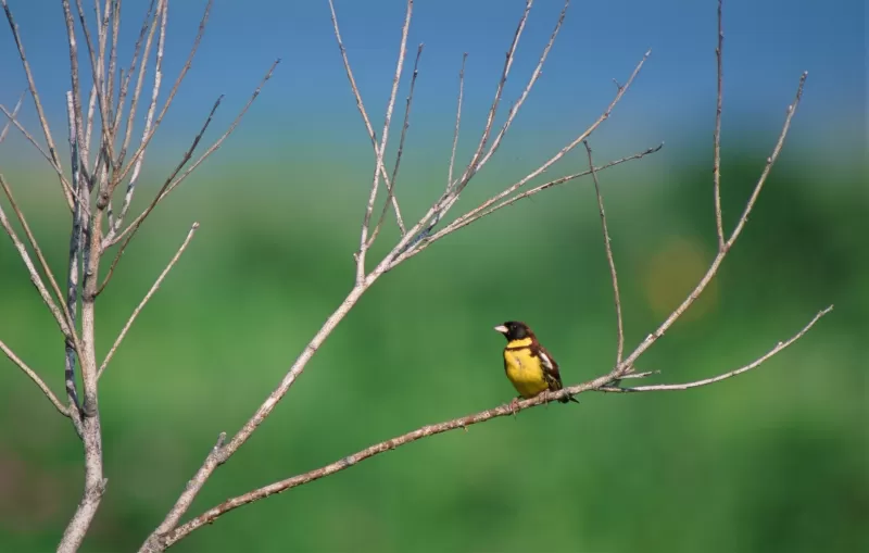 シマアオジの写真 - 野鳥図鑑