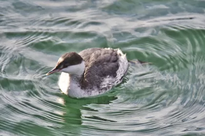 ミミカイツブリの写真 - 野鳥図鑑
