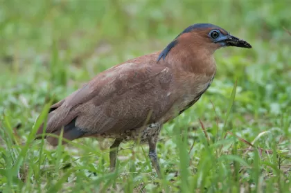 ズグロミゾゴイの写真 - 野鳥図鑑