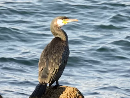 ウミウの写真 - 野鳥図鑑