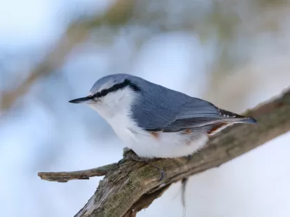 ゴジュウカラの写真 - 野鳥図鑑