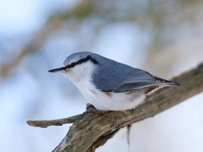 ゴジュウカラの写真 - 野鳥図鑑