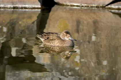 トモエガモの写真 - 野鳥図鑑