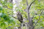 フクロウの写真2 - 野鳥図鑑