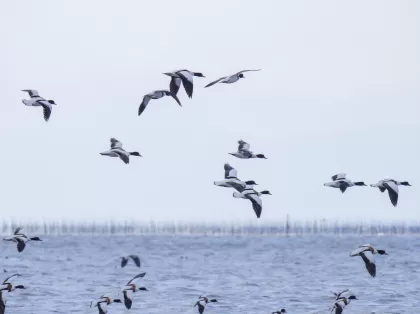 クロガモの写真 - 野鳥図鑑