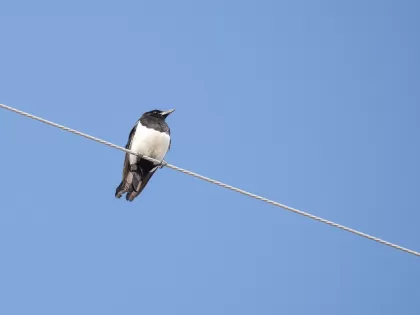 コクマルガラスの写真 - 野鳥図鑑