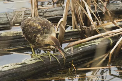 サンカノゴイの写真 - 野鳥図鑑