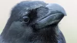 ハシブトガラスの写真2 - 野鳥図鑑