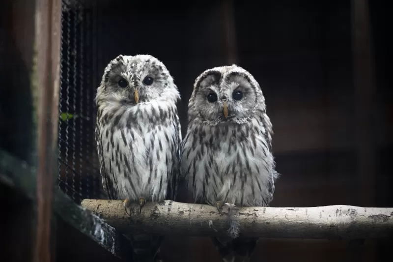 フクロウの写真 - 野鳥図鑑