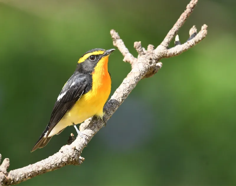 キビタキの写真 - 野鳥図鑑