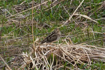 オオジシギの写真 - 野鳥図鑑