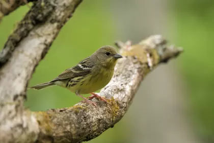 ノジコの写真 - 野鳥図鑑