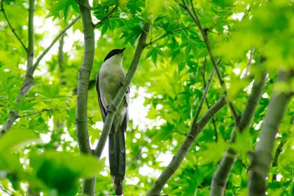 カササギの写真 - 野鳥図鑑