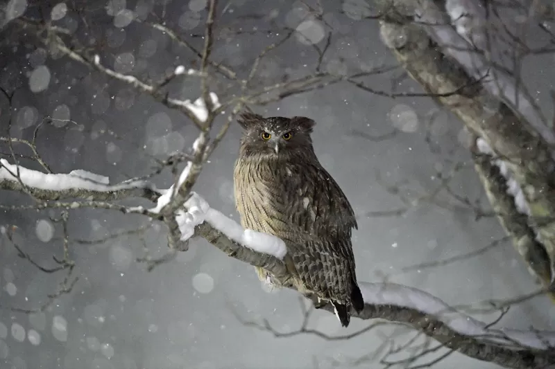 シマフクロウの写真 - 野鳥図鑑