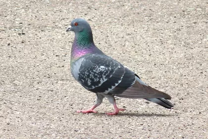 カワラバトの写真 - 野鳥図鑑