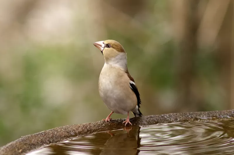シメの写真 - 野鳥図鑑