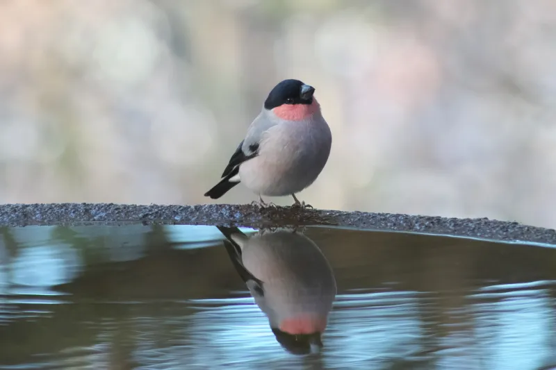 ウソの写真 - 野鳥図鑑