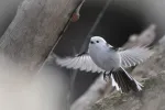 エナガの写真3 - 野鳥図鑑