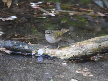 エゾムシクイの写真 - 野鳥図鑑