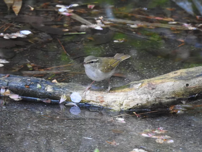 エゾムシクイの写真 - 野鳥図鑑