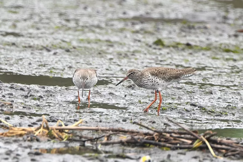 アカアシシギの写真 - 野鳥図鑑