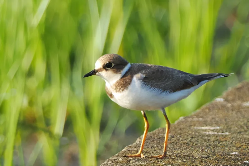 コチドリの写真 - 野鳥図鑑