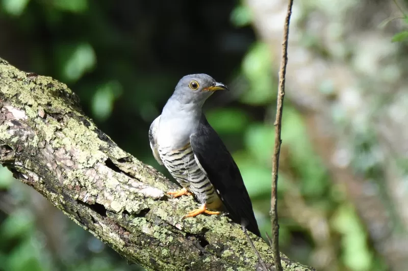 ツツドリの写真 - 野鳥図鑑