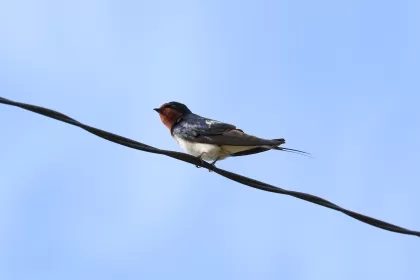 アマツバメの写真 - 野鳥図鑑