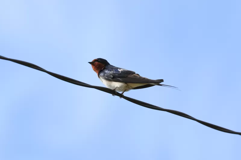 アマツバメの写真 - 野鳥図鑑