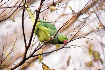 ワカケホンセイインコの写真 - 野鳥図鑑