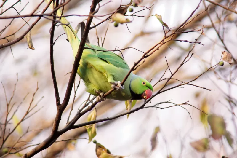 ワカケホンセイインコの写真 - 野鳥図鑑