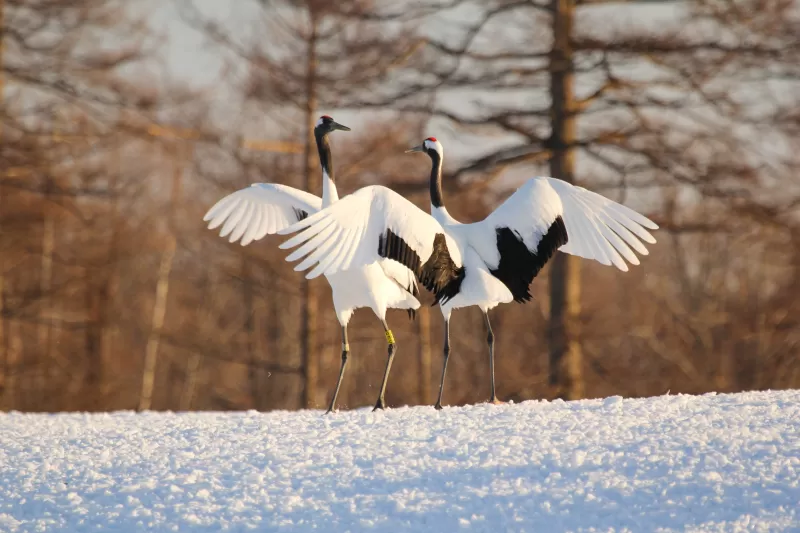 タンチョウの写真 - 野鳥図鑑