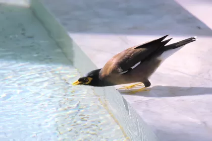 カオグロガビチョウの写真 - 野鳥図鑑