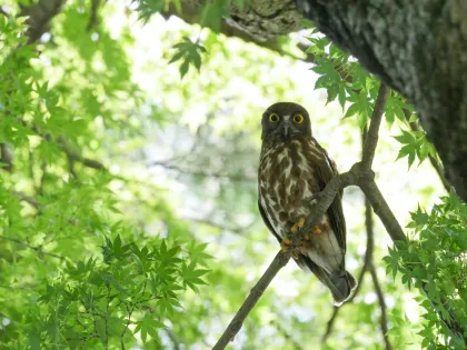 アオバズクの写真 - 野鳥図鑑