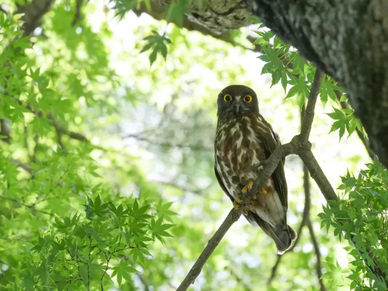 アオバズクの写真 - 野鳥図鑑