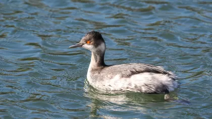 ハジロカイツブリの写真 - 野鳥図鑑