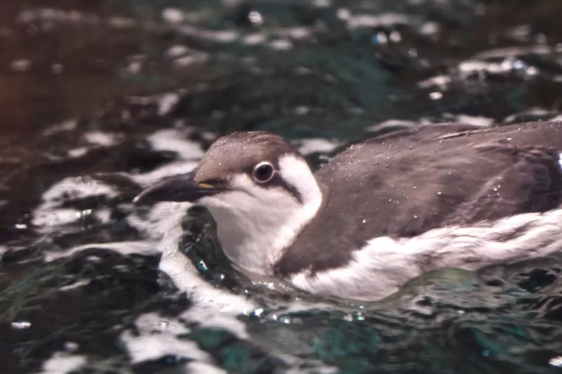 ウミガラスの写真 - 野鳥図鑑